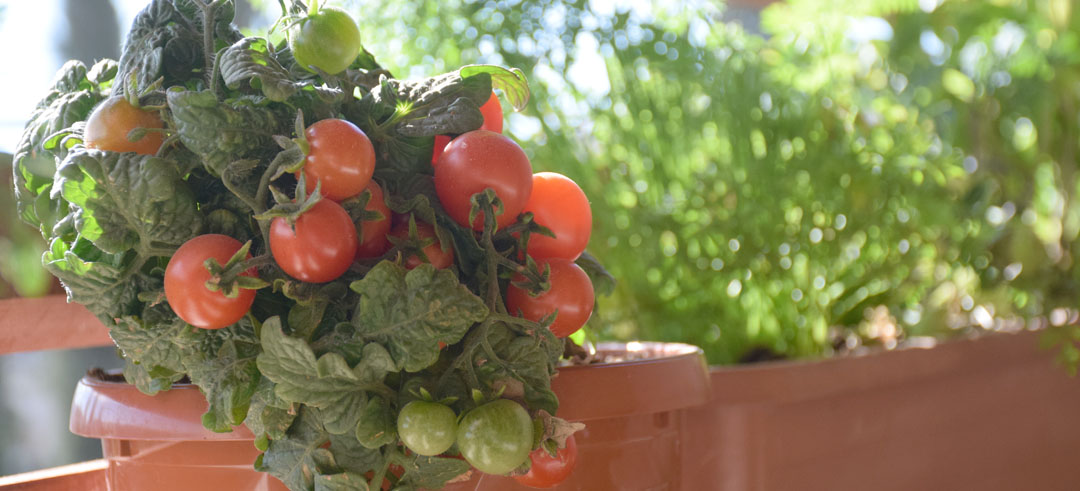 Huerto en una maceta con tomates